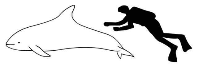 white-beaked dolphin husavik iceland skjalfandi bay