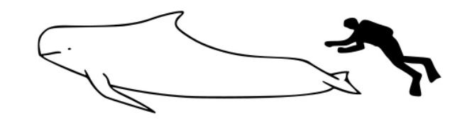 pilot whale skjalfandi bay husavik iceland