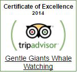 Gentle Giants is proud of all the awards that we have been awarded from TripAdvisor for the past years