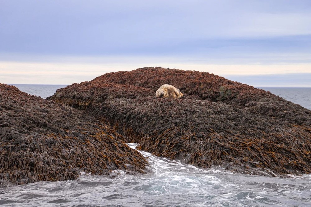 SA_Petur the seal 2.jpg