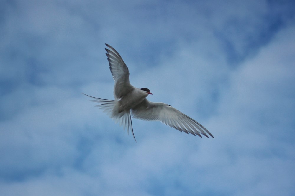 SA_arctictern1.jpeg