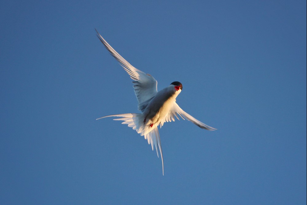 SA_arctictern5.jpeg (1)