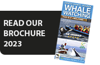 GG Brochure 2023.png