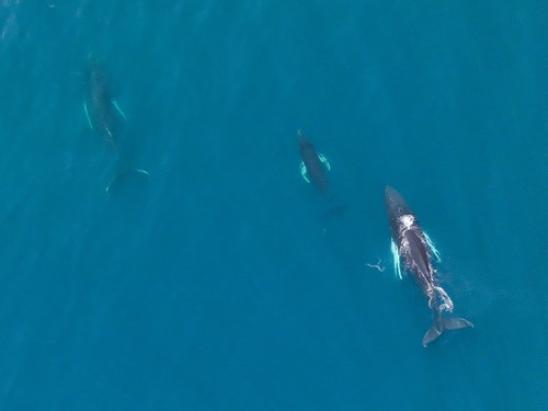 SA_humpbacks drone mother and calf.jpg