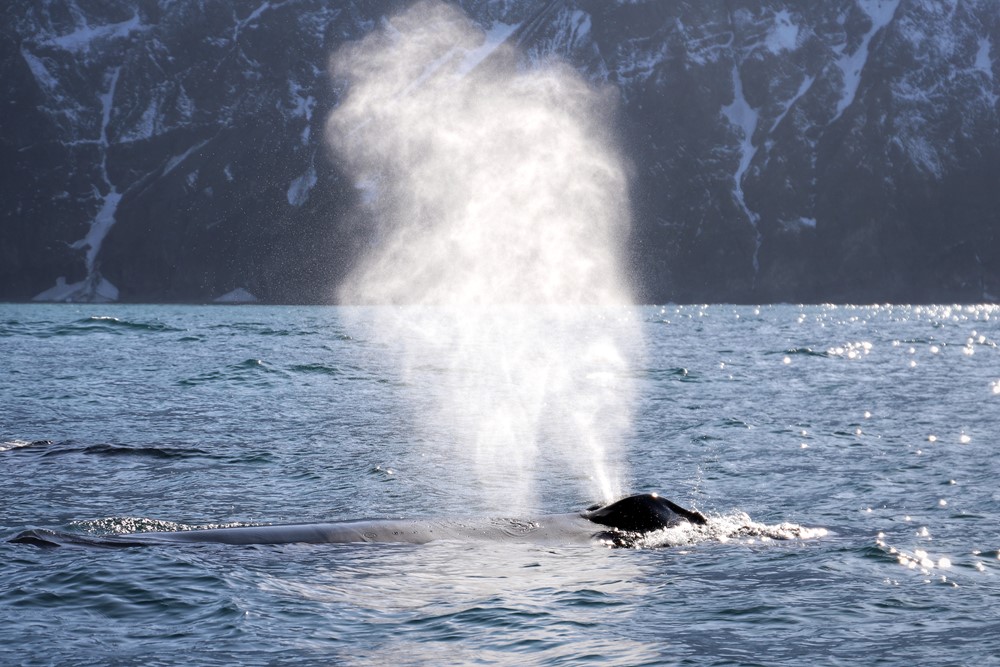 SA_humpback blow.jpeg