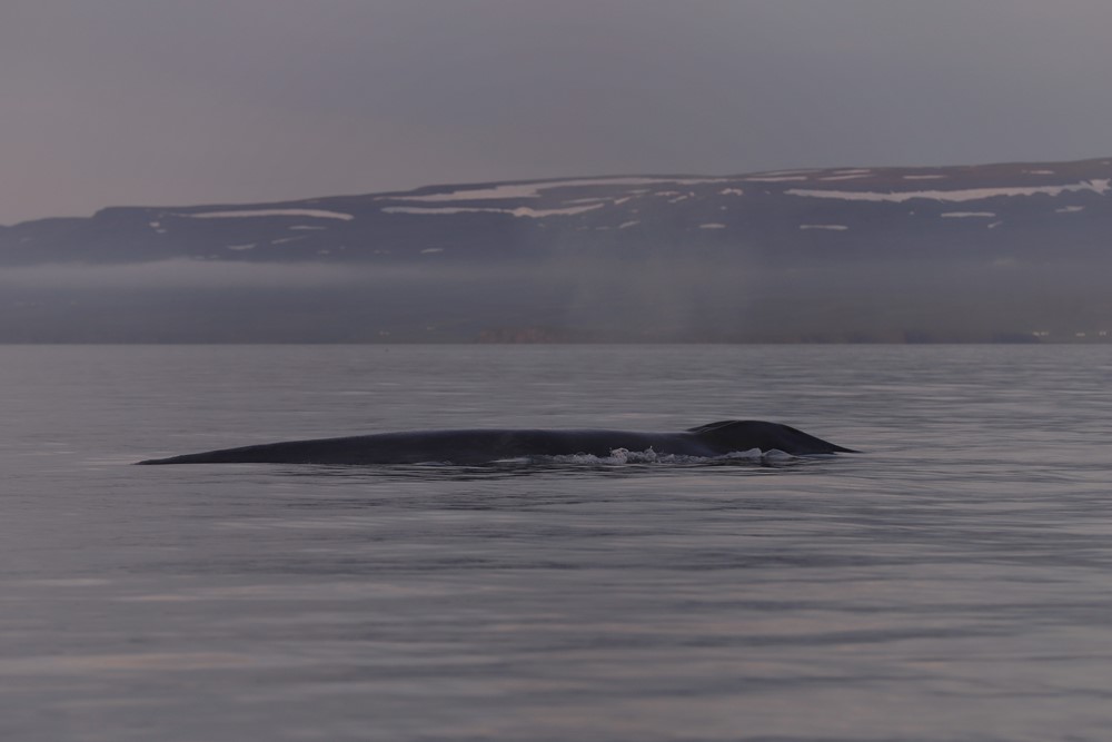 SA_review June 2.jpeg