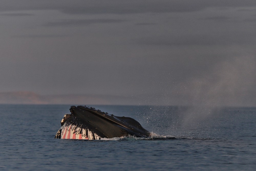 SA_review June 1.jpeg