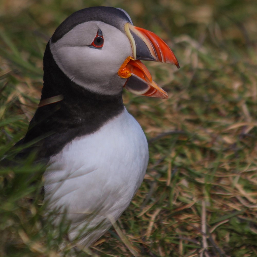 SA_it's pufflings time 2.jpeg
