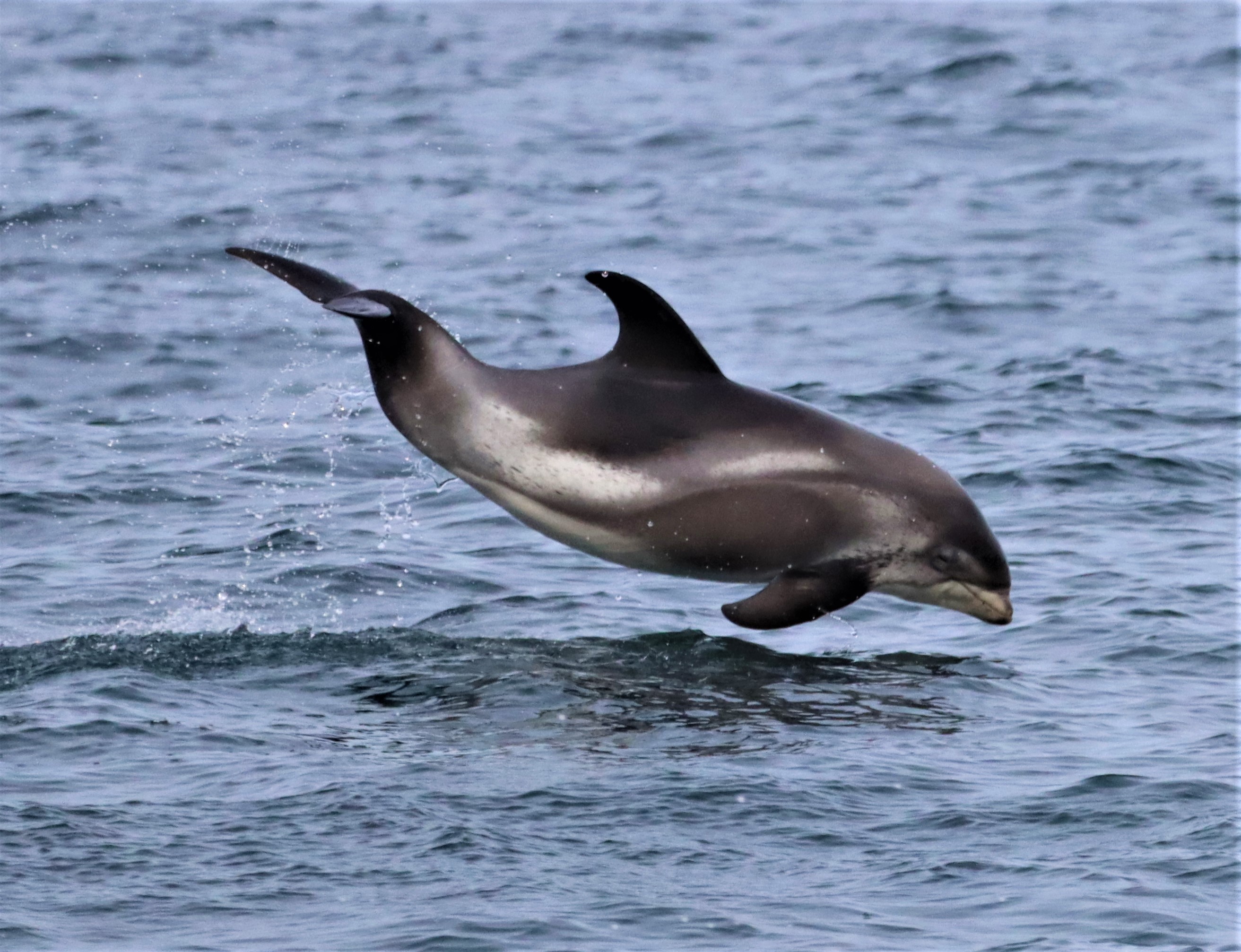 THE WHITE BEAKED DOLPHIN LEAP | Gentle Giants Whale Watching
