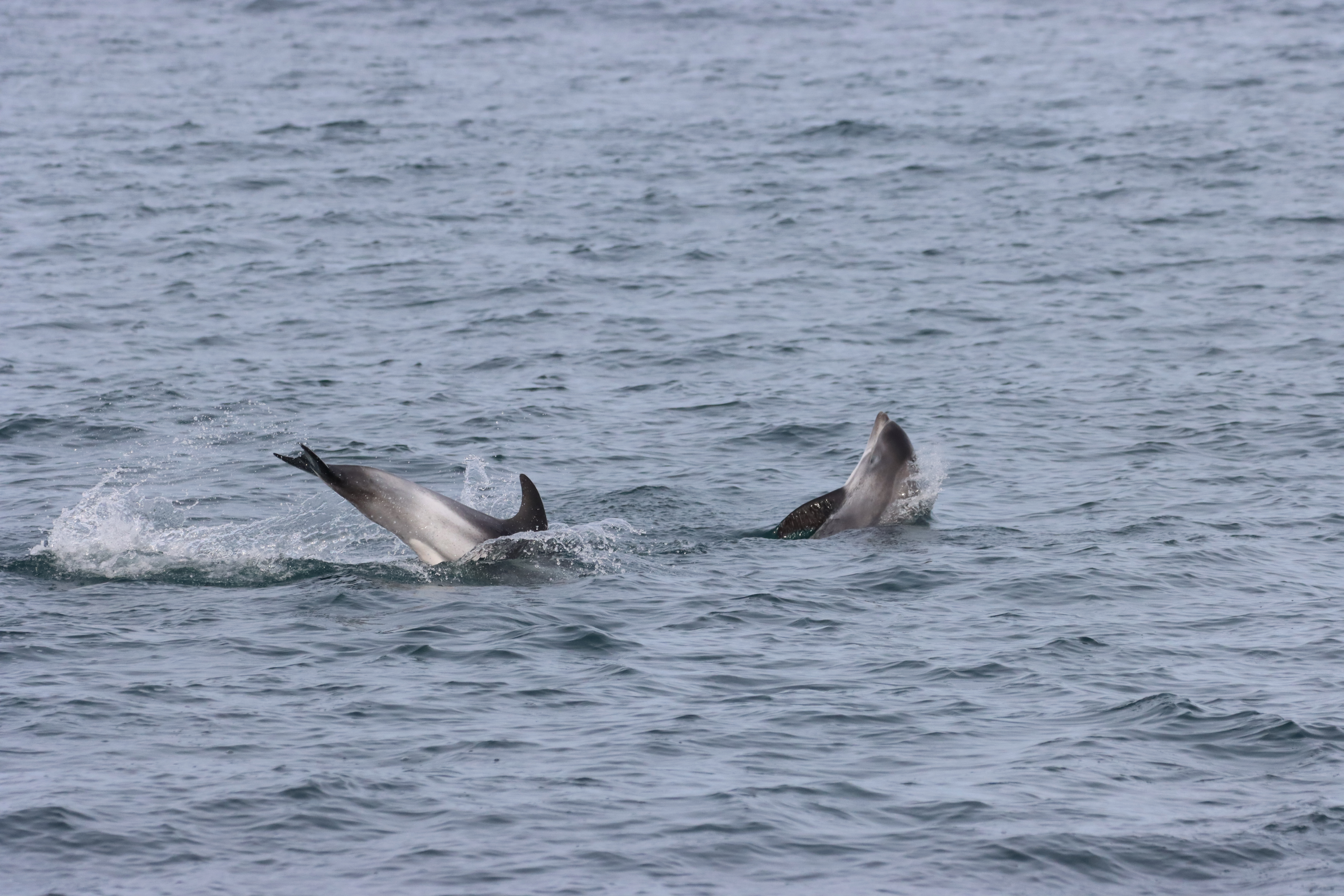 THE WHITE BEAKED DOLPHIN LEAP | Gentle Giants Whale Watching