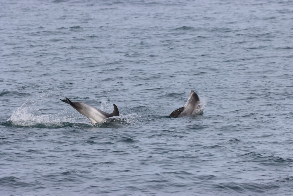 jumping dolphins
