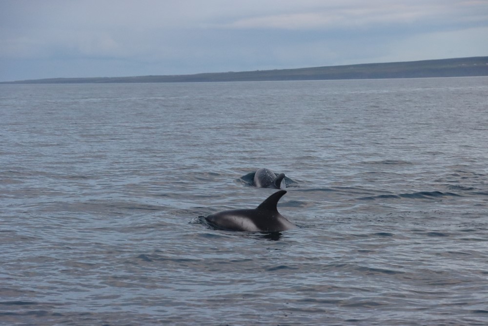 white beaked dolphin