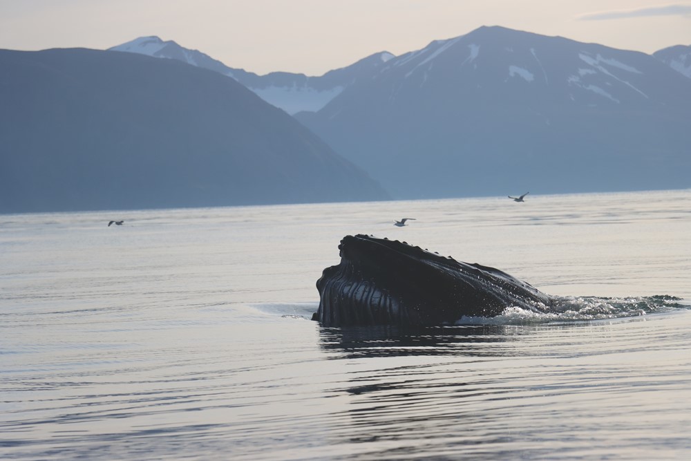 humpback whale and marine birds