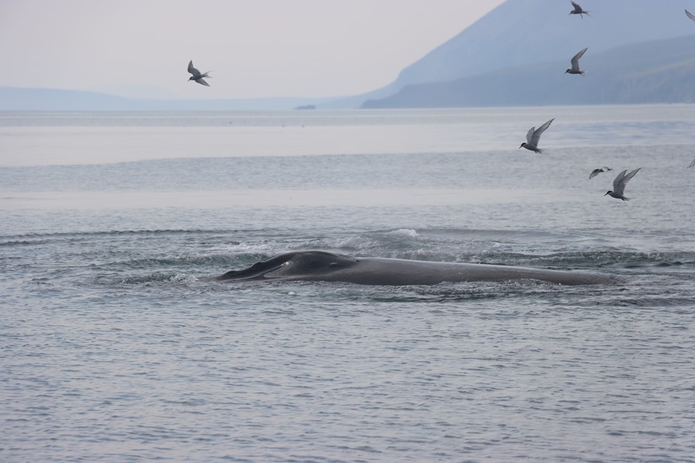 humpback whale and artic terns