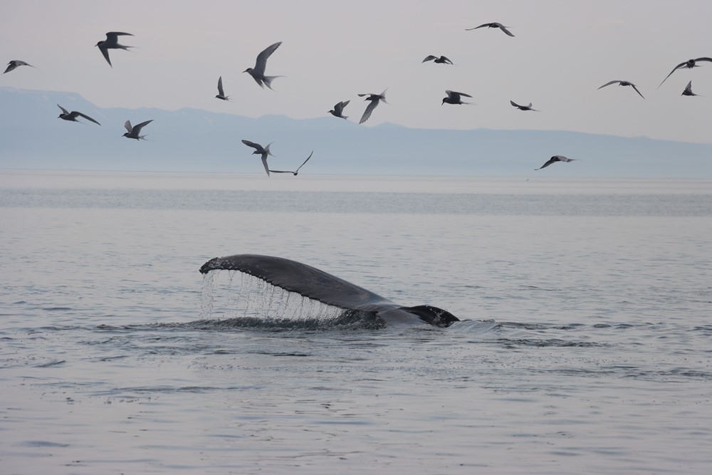 humpback whale and marine birds