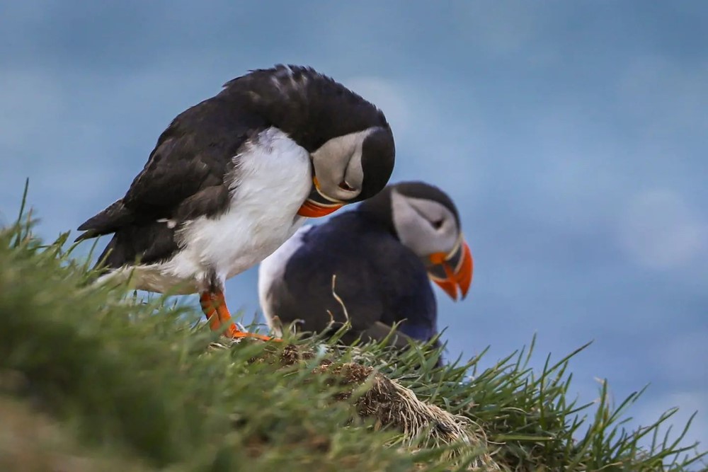 SA_clean puffins3.jpg