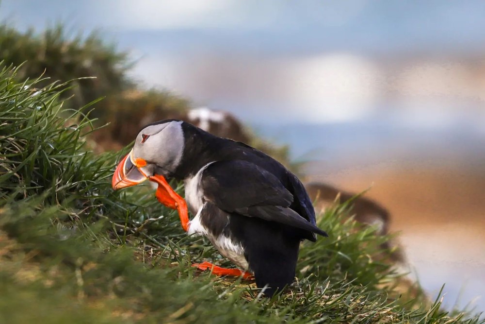 SA_clean puffins2.jpg