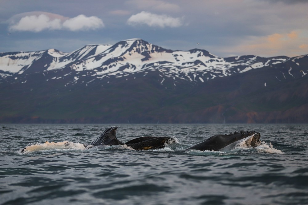 SA_evolution whales 2.jpg