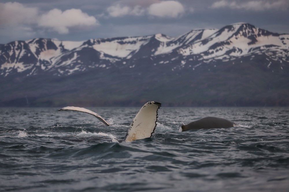 SA_evolution whales 3.jpeg