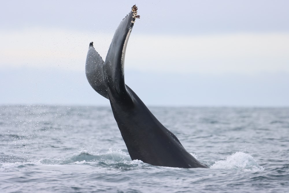 Fluke of humpback whale
