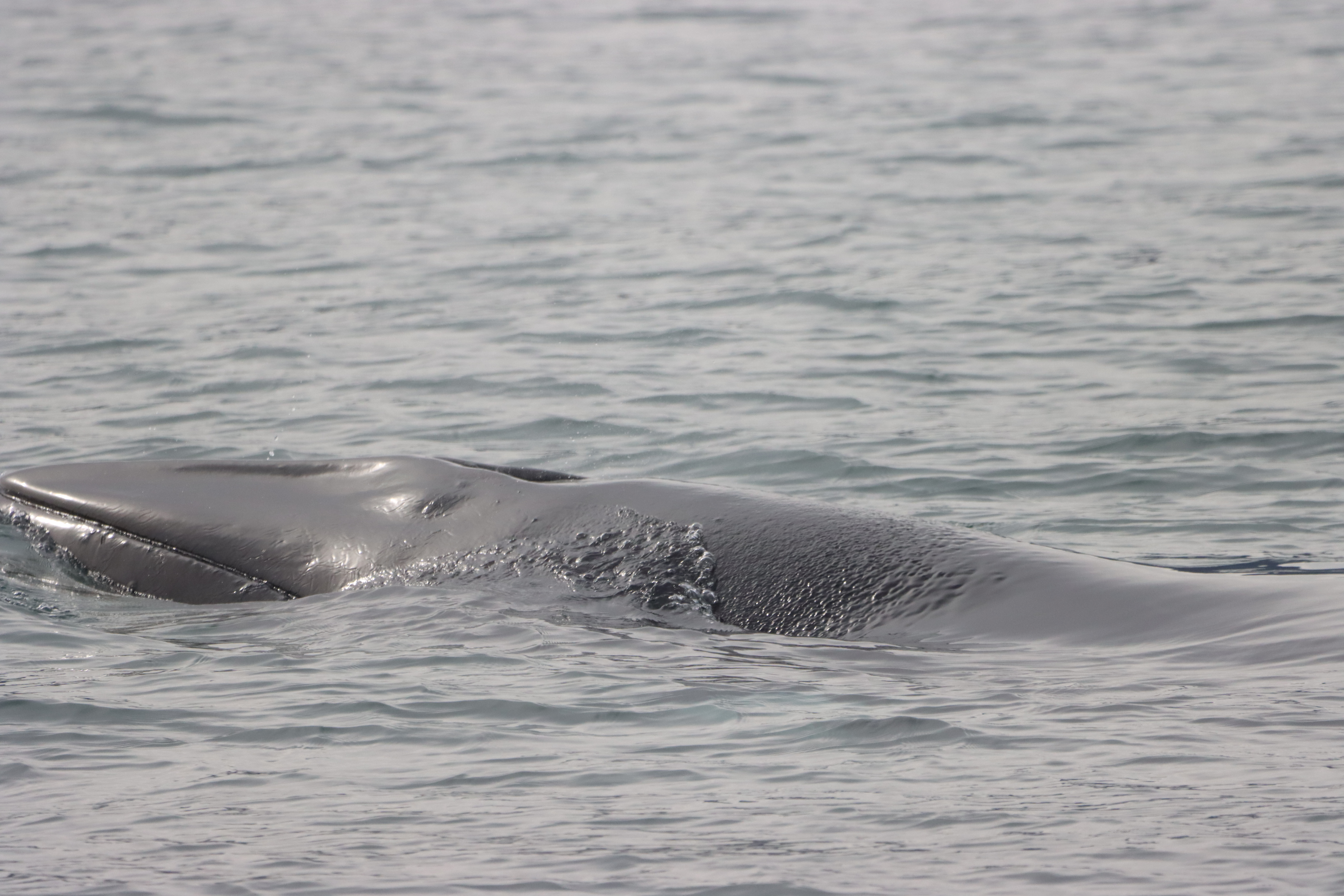 GUESS WHO ARE AROUND? MINKE WHALES! | Gentle Giants Whale Watching ...