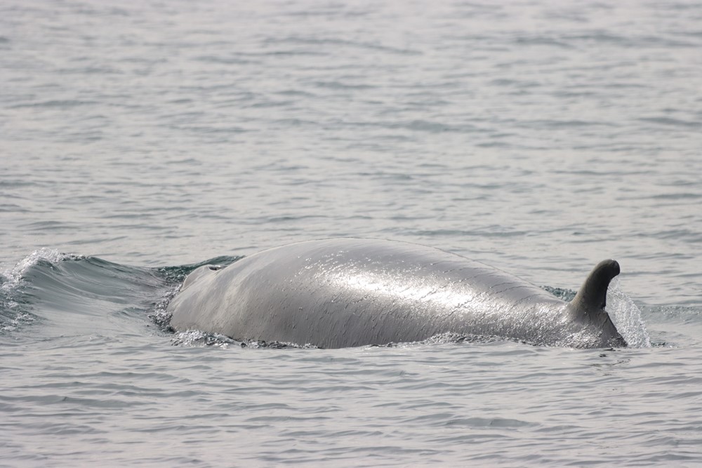minke whale