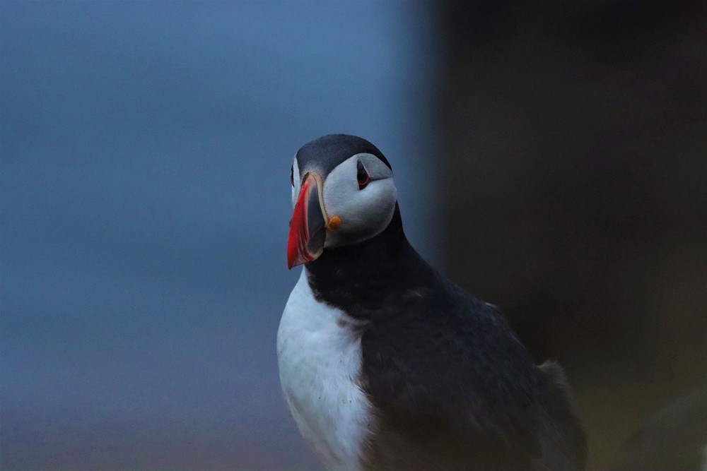 DA-  puffin IMG_7933_COPIA.jpg