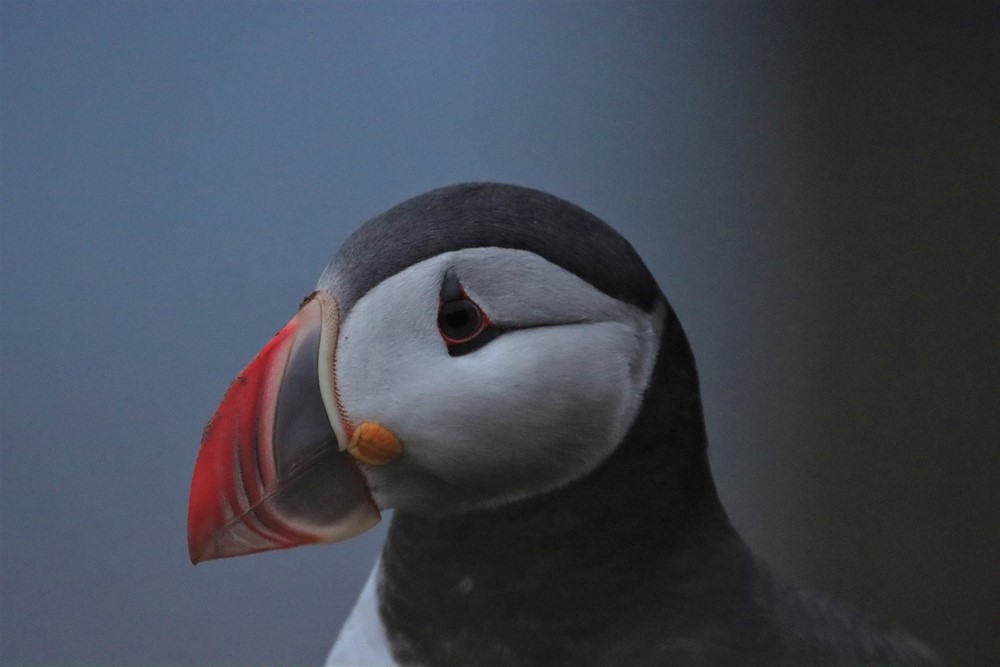 puffin