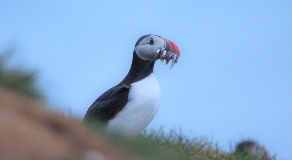 DA- puffin parent IMG_7897_COPIA.jpg