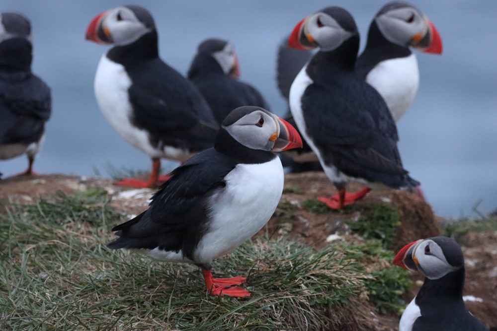 Da_ Puffins IMG_7887.JPG