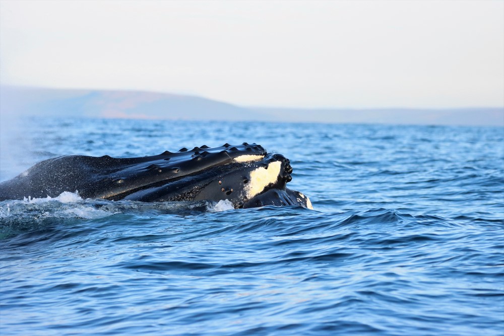 DA-IMG_9097_copy.jpg humpback whale bumps