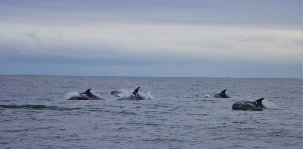group of white beaked dolphins