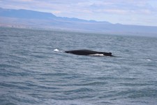 DA-IMG_0030.JPG- humpback whale landscape