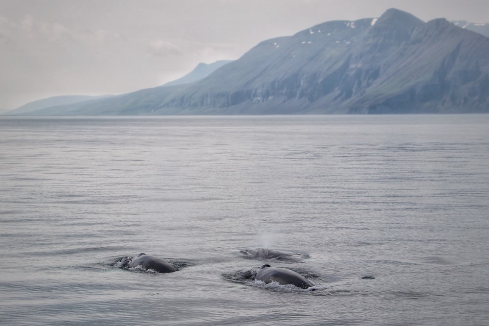 SA_Oceanic Sing-Alongs 2.jpeg