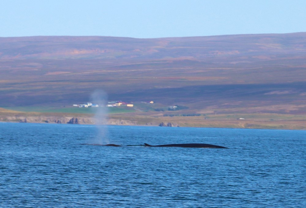 2 FIN WHALES