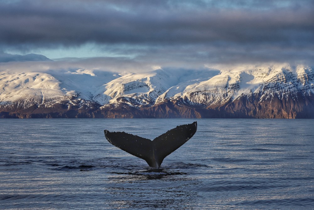 SA The Perfect Scene 1