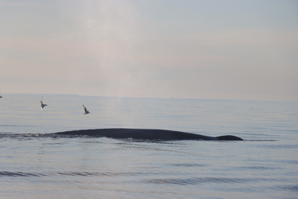 DA Magical September 6