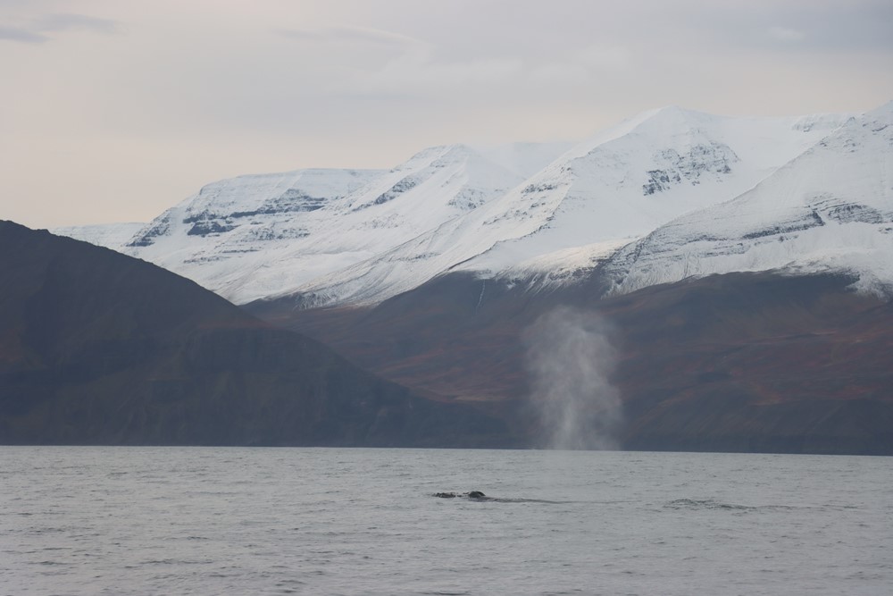 DA Magical September 3