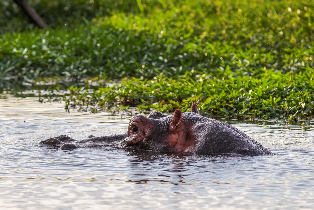 SA The Whales Cousin 1