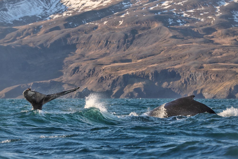 SA Humpback Groups 1
