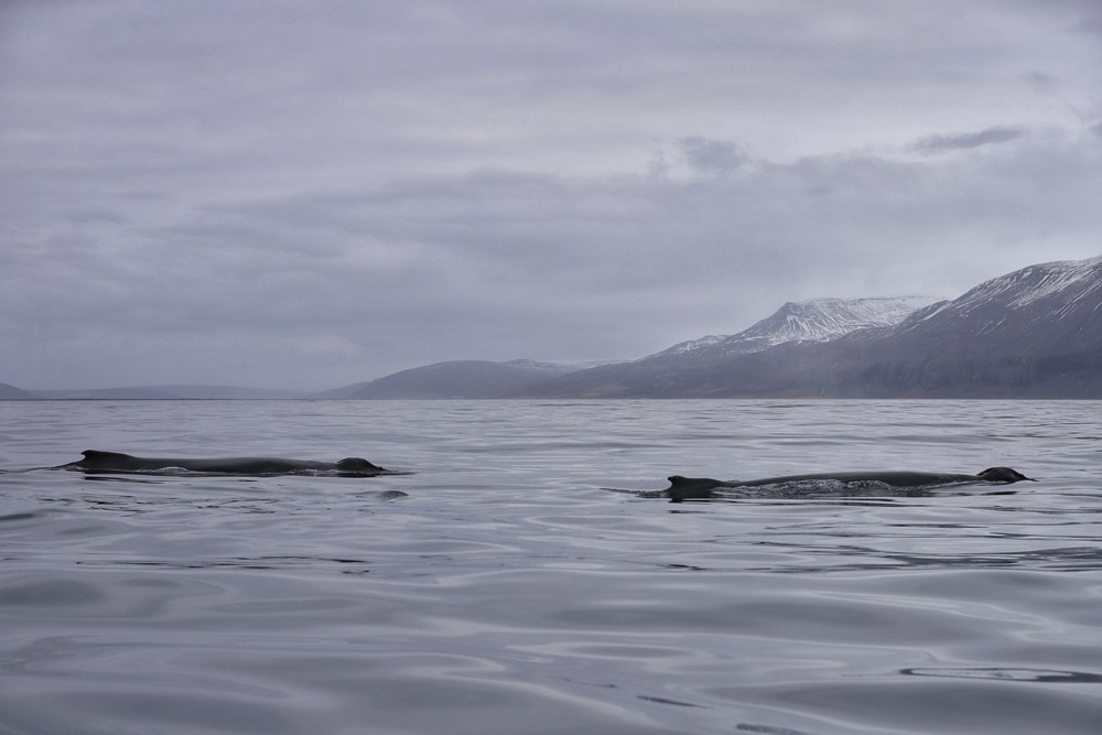 SA Humpback Groups 2