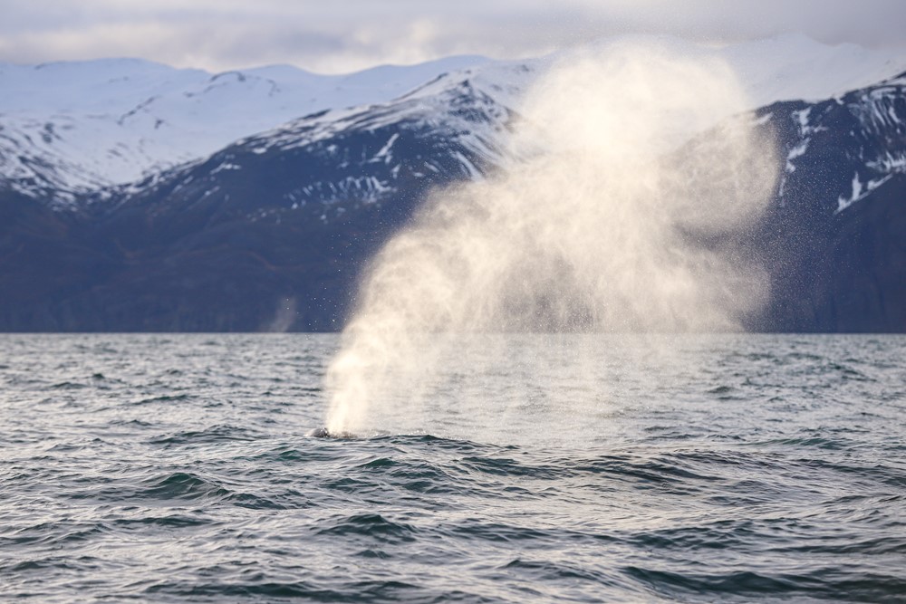 SA To Each Its Blow 4