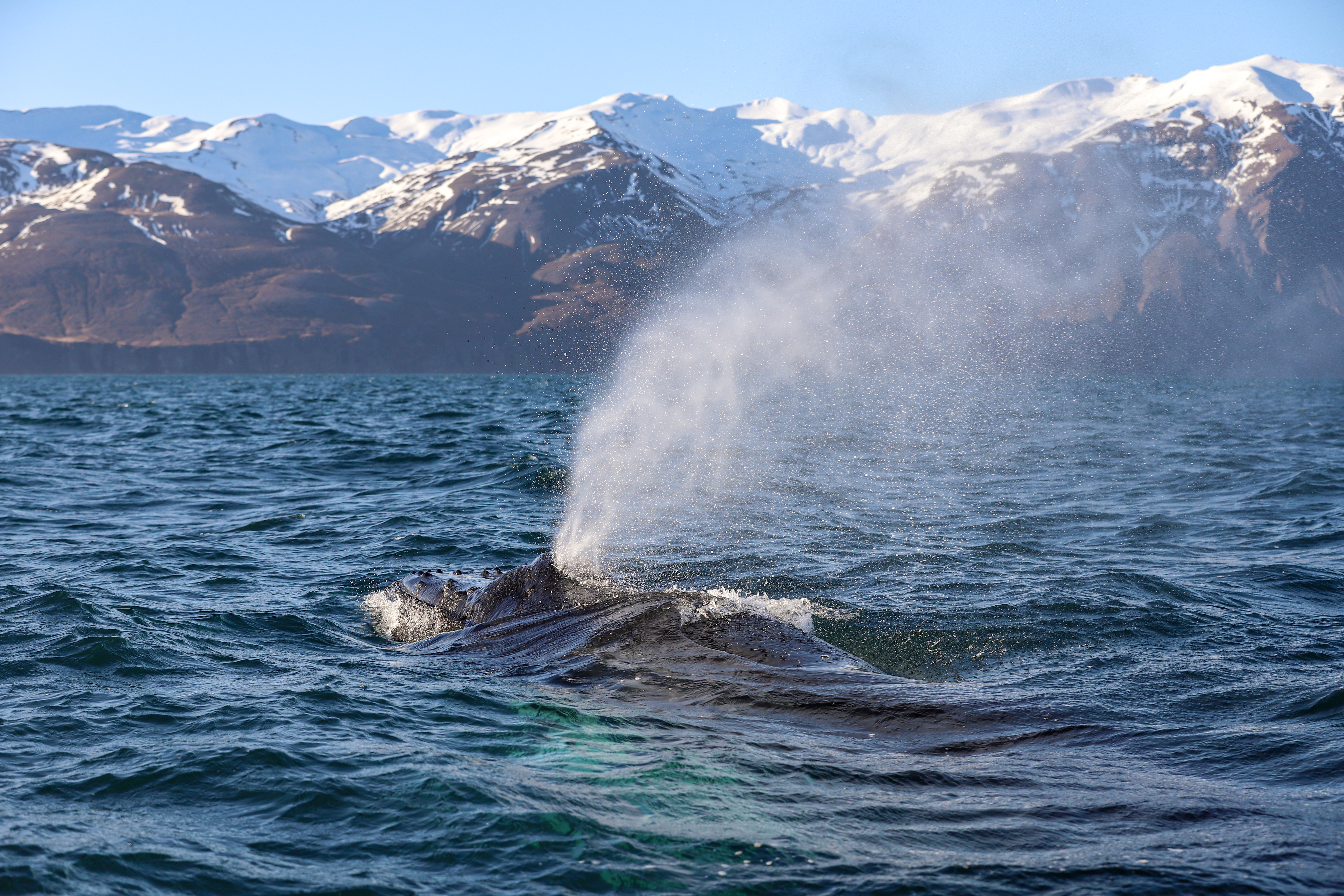 TO EACH ITS BLOW | Gentle Giants Whale Watching Husavik Iceland
