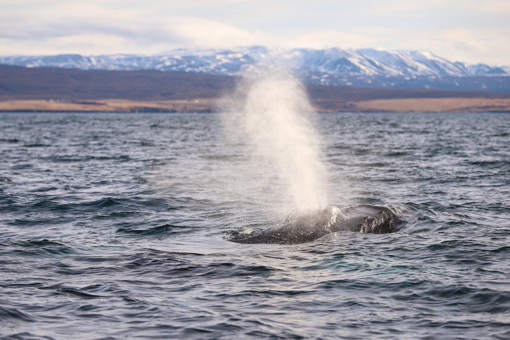 SA To Each Its Blow 3