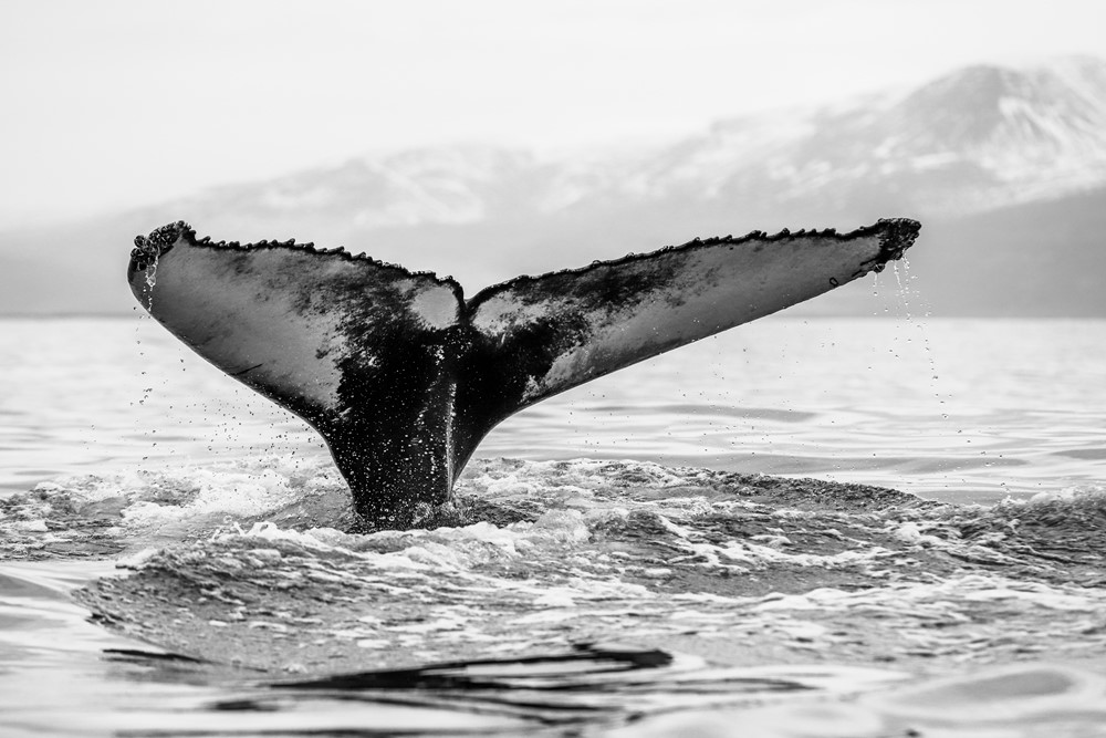 SA After The Storm 2