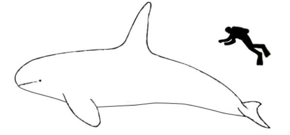 orca killer whale skjalfandi bay husavik iceland