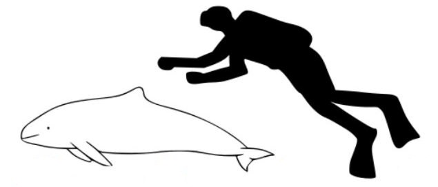 Harbour Porpoise Skjalfandi Bay relative size