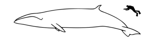 sei whale husavik skjalfandi bay iceland