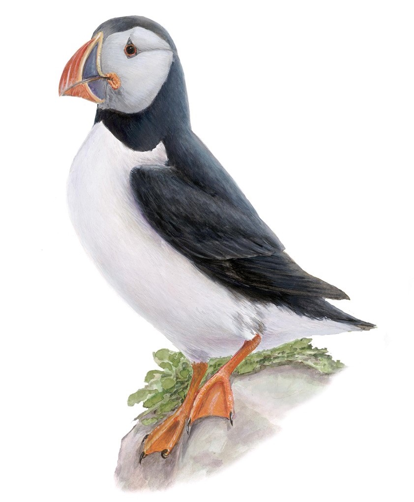 puffin skjalfandi bay husavik iceland