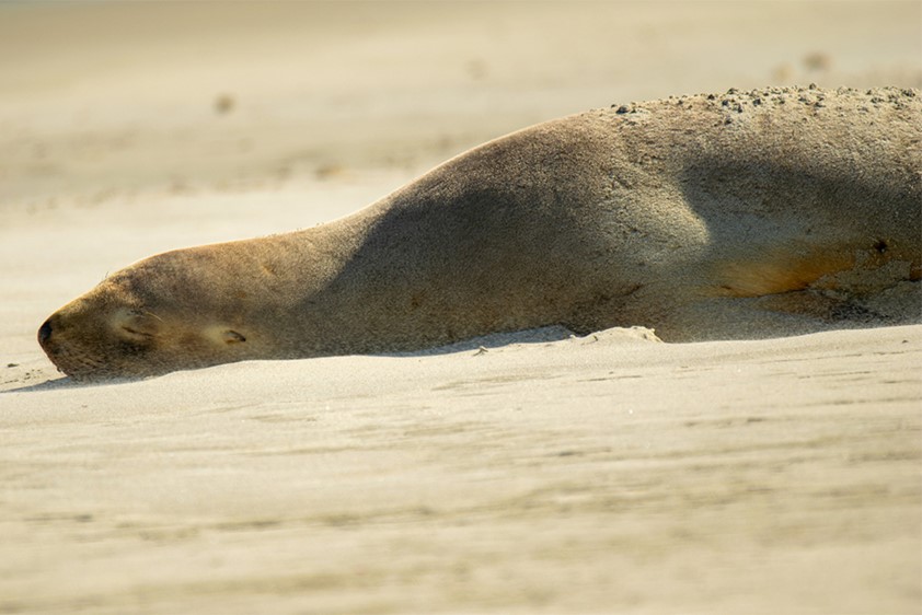 Alberto Sastre whale watching guide in Husavik, Iceland with Gentle Giants, and Dunedin, New Zealand